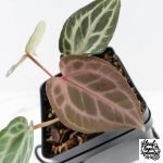 Anthurium Tortoise Shell Grey '36' x self by DocBlock® (wk28-UQ) *Maroon Veins*