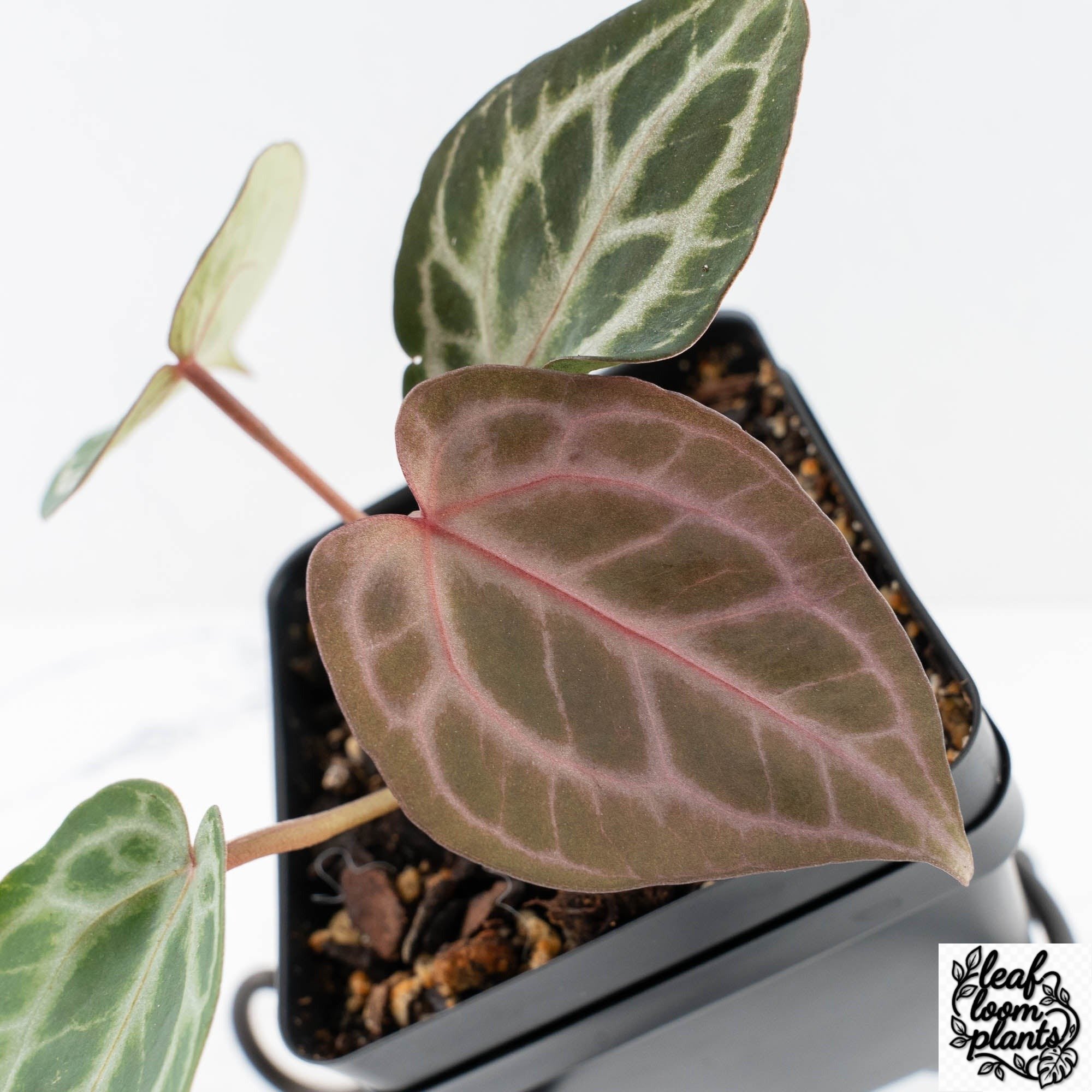 TSG36XTSG36-28UQ-5-2.jpg Clean Anthurium Tortoise Shell Grey '36' x self by DocBlock® (wk28-UQ) *Maroon Veins* - Image 1