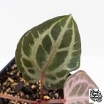 Anthurium Tortoise Shell Grey '36' x self by DocBlock® (wk28-UQ) *Maroon Veins* - Image 5