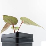 Anthurium Tortoise Shell Grey '36' x self by DocBlock® (wk28-UQ) *Maroon Veins* - Image 6