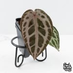 Anthurium Tortoise Shell Grey '36' x self by DocBlock® (wk30-UI)