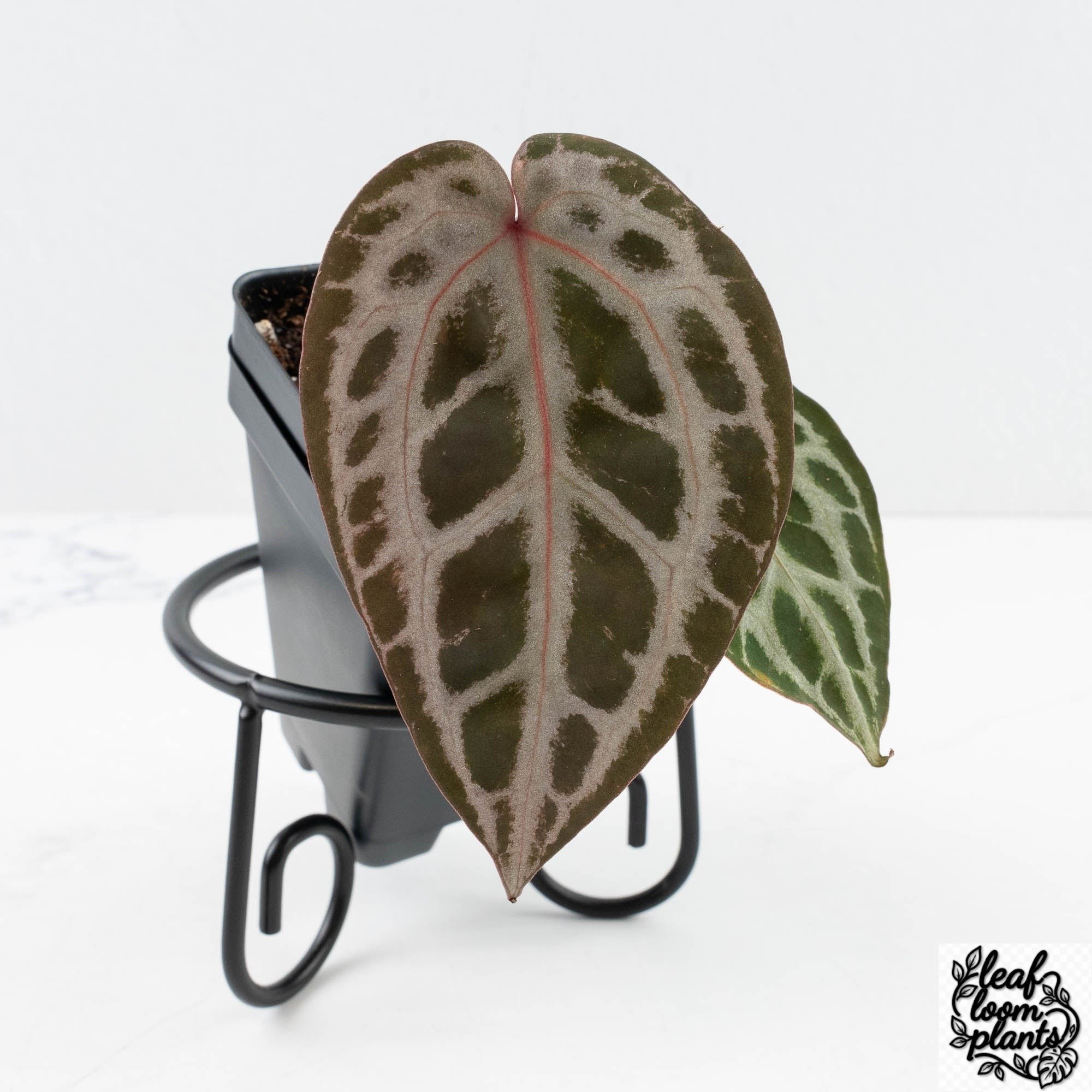 TSG36XTSG36-30UI-2-1.jpg Clean Anthurium Tortoise Shell Grey '36' x self by DocBlock® (wk30-UI) - Image 1