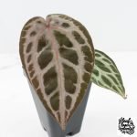 Anthurium Tortoise Shell Grey '36' x self by DocBlock® (wk30-UI) - Image 3