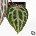 Anthurium Tortoise Shell Grey '36' x self by DocBlock® (wk30-UI) - Image 4