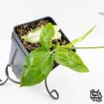 Thaumatophyllum spruceanum Mint Variegated (wk29-G) - Image 4