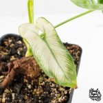 Thaumatophyllum spruceanum Mint Variegated (wk29-G) - Image 5