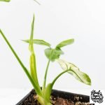 Thaumatophyllum spruceanum Mint Variegated (wk29-G) - Image 6