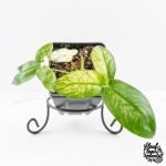 Thaumatophyllum spruceanum Mint Variegated (wk29-G)