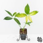 Thaumatophyllum spruceanum Mint Variegated (wk30-V)