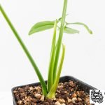 Thaumatophyllum spruceanum Mint Variegated (wk30-V) - Image 6