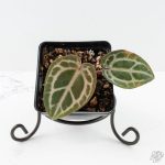 Anthurium Tortoise Shell Grey '36' x self by DocBlock® (wk25-A)