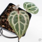Anthurium Tortoise Shell Grey '36' x self by DocBlock® (wk29-K)