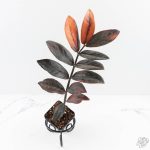 Zamioculcas Zamiifolia "Raven ZZ" Pink Variegated (wk29-UK)