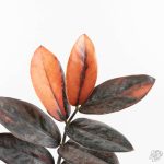 Zamioculcas Zamiifolia "Raven ZZ" Pink Variegated (wk29-UK) - Image 3
