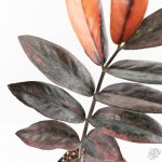 Zamioculcas Zamiifolia "Raven ZZ" Pink Variegated (wk29-UK) - Image 4