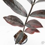 Zamioculcas Zamiifolia "Raven ZZ" Pink Variegated (wk29-UK) - Image 5