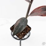 Zamioculcas Zamiifolia "Raven ZZ" Pink Variegated (wk29-UK) - Image 6