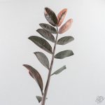 Zamioculcas Zamiifolia "Raven ZZ" Pink Variegated (wk29-UK) - Image 7