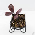 Zamioculcas Zamiifolia "Raven ZZ" Pink Variegated (wk26-UC)