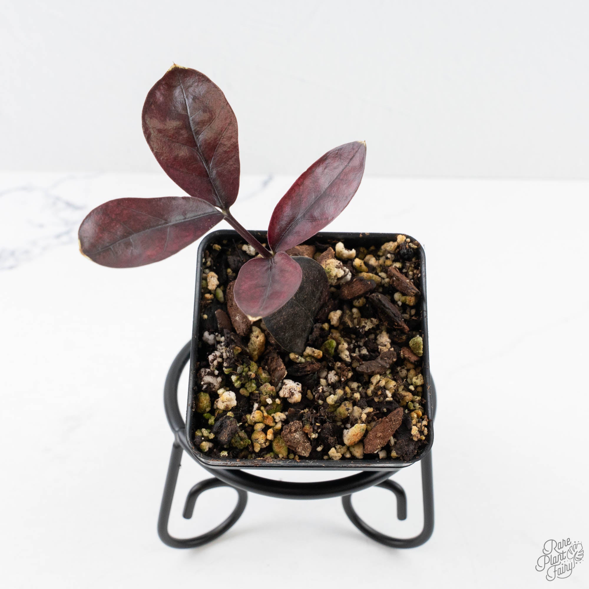 ZamioculcaszamiifoliaRavenzzpinkvariegated-26UC-3-2.jpg Zamioculcas Zamiifolia "Raven ZZ" Pink Variegated (wk26-UC) - Image 1