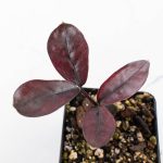 Zamioculcas Zamiifolia "Raven ZZ" Pink Variegated (wk26-UC) - Image 3