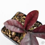 Zamioculcas Zamiifolia "Raven ZZ" Pink Variegated (wk26-UC) - Image 4