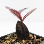 Zamioculcas Zamiifolia "Raven ZZ" Pink Variegated (wk26-UC) - Image 5