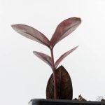Zamioculcas Zamiifolia "Raven ZZ" Pink Variegated (wk26-UC) - Image 6