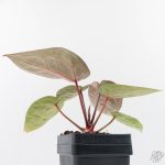 Anthurium Zara '29' × (Michelle® x Zara '28') byDocBlock® (wk29-H) - Image 10