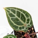 Anthurium Zara '29' × (Michelle® x Zara '28') byDocBlock® (wk29-H) - Image 4