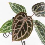 Anthurium Zara '29' × (Michelle® x Zara '28') byDocBlock® (wk29-H) - Image 2