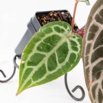 Anthurium Zara '29' × (Michelle® x Zara '28') byDocBlock® (wk29-H) - Image 5