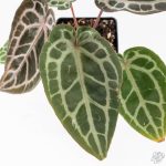 Anthurium Zara '29' × (Michelle® x Zara '28') byDocBlock® (wk29-H) - Image 6