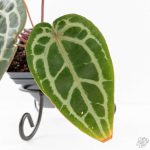 Anthurium Zara '29' × (Michelle® x Zara '28') byDocBlock® (wk29-H) - Image 7