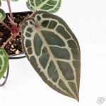 Anthurium Zara '29' × (Michelle® x Zara '28') byDocBlock® (wk29-H) - Image 8