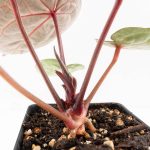 Anthurium Zara '29' × (Michelle® x Zara '28') byDocBlock® (wk29-H) - Image 9