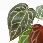 Anthurium Zara '29' × (Michelle® x Zara '28') byDocBlock® (wk25-C) - Image 10