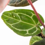Anthurium Zara '29' × (Michelle® x Zara '28') byDocBlock® (wk25-C) - Image 11