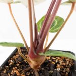 Anthurium Zara '29' × (Michelle® x Zara '28') byDocBlock® (wk25-C) - Image 12