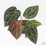 Anthurium Zara '29' × (Michelle® x Zara '28') byDocBlock® (wk25-C) - Image 2