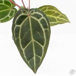 Anthurium Zara '29' × (Michelle® x Zara '28') byDocBlock® (wk25-C) - Image 4