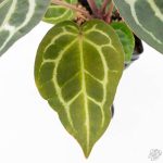 Anthurium Zara '29' × (Michelle® x Zara '28') byDocBlock® (wk25-C) - Image 5