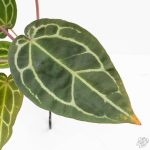 Anthurium Zara '29' × (Michelle® x Zara '28') byDocBlock® (wk25-C) - Image 6