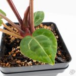 Anthurium Zara '29' × (Michelle® x Zara '28') byDocBlock® (wk25-C) - Image 7