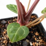 Anthurium Zara '29' × (Michelle® x Zara '28') byDocBlock® (wk25-C) - Image 8