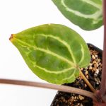 Anthurium Zara '29' × (Michelle® x Zara '28') byDocBlock® (wk25-C) - Image 9