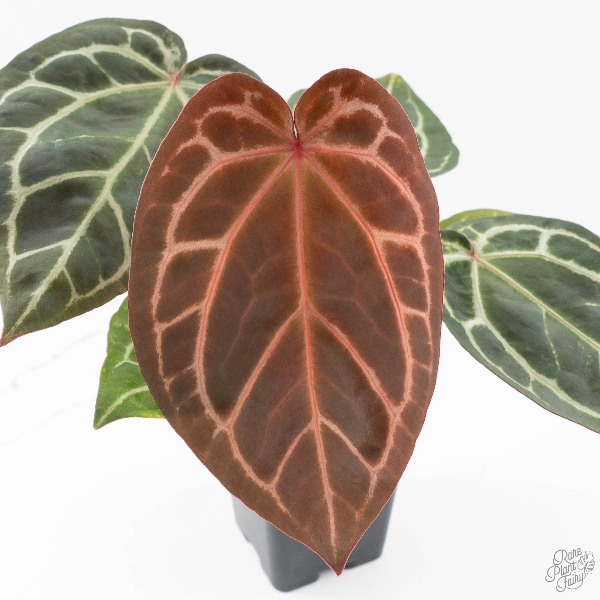 Zara29x_MichellexZara_28-25C-9-2.jpg Anthurium Zara '29' × (Michelle® x Zara '28') byDocBlock® (wk25-C) - Image 1