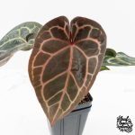 Anthurium Zara '29' × (Michelle® x Zara '28') byDocBlock® (wk28-I)