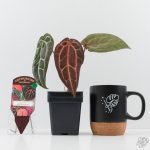 Anthurium Zara '29' × (Michelle® x Zara '28') byDocBlock® (wk26-D) - Image 2