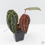 Anthurium Zara '29' × (Michelle® x Zara '28') byDocBlock® (wk26-D) - Image 5